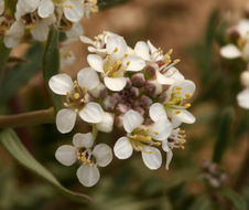 Image of mountain pepperweed