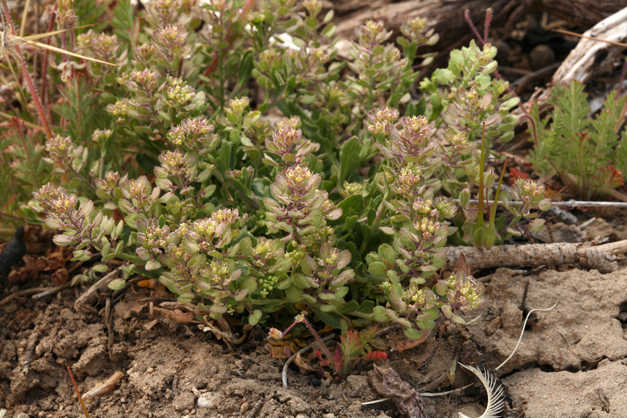 Image of mountain pepperweed