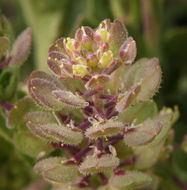 Image of mountain pepperweed