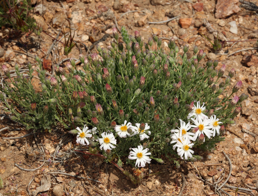 Plancia ëd Chaetopappa ericoides (Torr.) G. L. Nesom