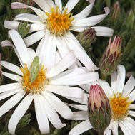 Image de Chaetopappa ericoides (Torr.) G. L. Nesom