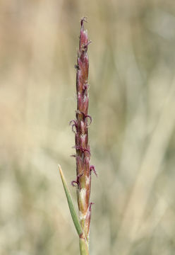 Слика од Hilaria jamesii (Torr.) Benth.