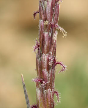 Hilaria jamesii (Torr.) Benth. resmi