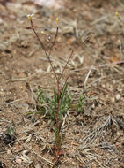 Image of Clokey's gilia