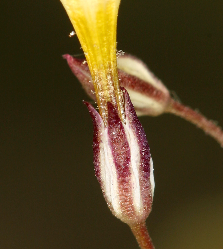 Image of Clokey's gilia