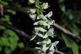 Image of Sierra bog orchid