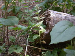 Image of Hairy Hedge-Nettle