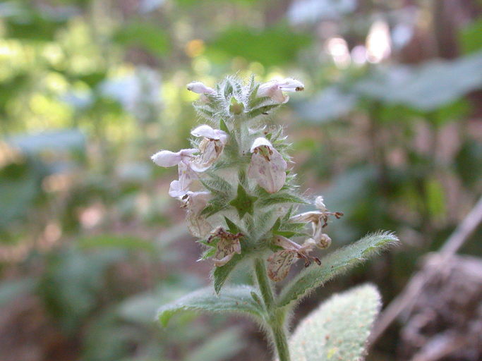 Image of Hairy Hedge-Nettle