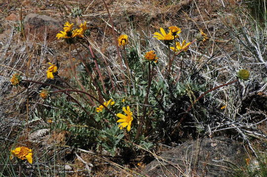 Image of Hooker's balsamroot