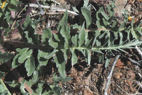 Image of Hooker's balsamroot