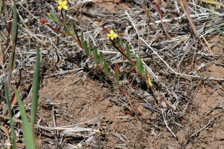 Image of plains evening primrose