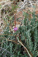 Image of Mt. Lassen clarkia