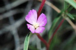 Image of Mt. Lassen clarkia