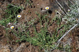 Imagem de Erigeron filifolius (Hook.) Nutt.