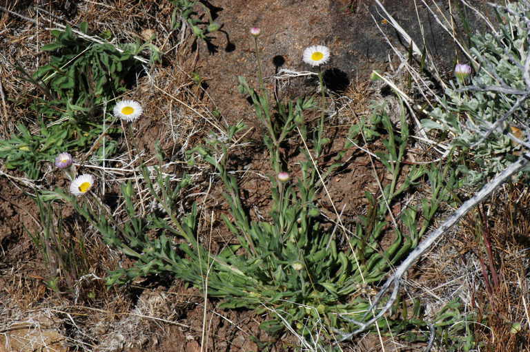 Image of threadleaf fleabane