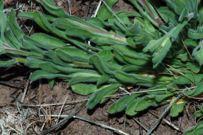 Image of threadleaf fleabane