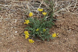 Imagem de Lomatium donnellii (Coult. & Rose) Coult. & Rose