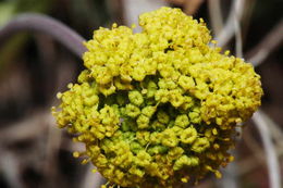 Imagem de Lomatium donnellii (Coult. & Rose) Coult. & Rose