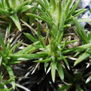 Image de Phlox hoodii subsp. canescens (Torr. & Gray) Wherry