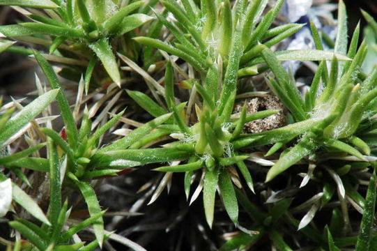 Image of carpet phlox