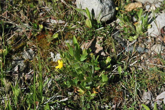 Image of straightbeak buttercup