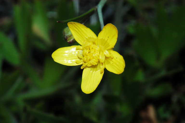 Image of straightbeak buttercup