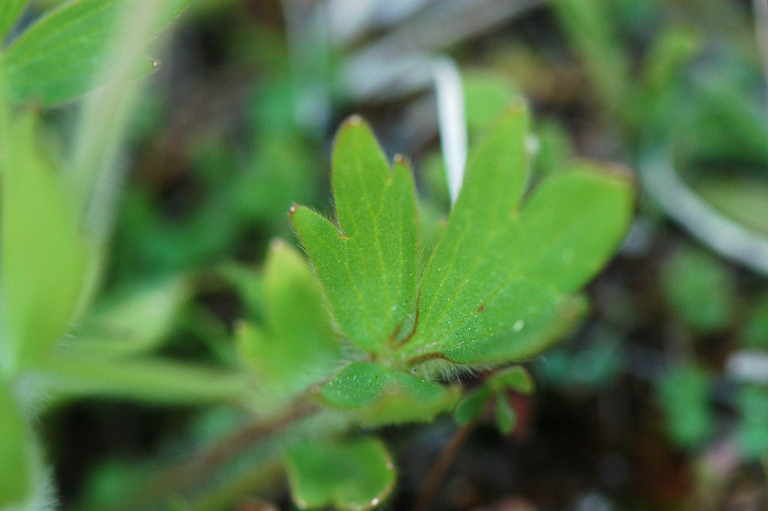 Image of straightbeak buttercup