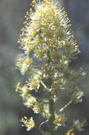 Sivun Toxicoscordion paniculatum (Nutt.) Rydb. kuva