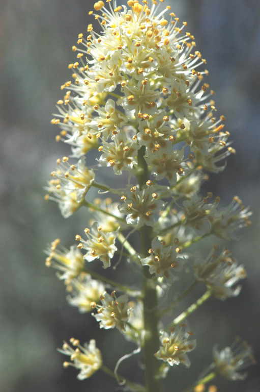 صورة Toxicoscordion paniculatum (Nutt.) Rydb.