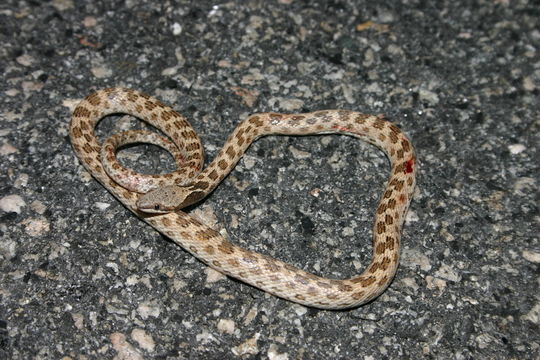 Image of Desert Night Snake