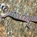 Image of Switak’s Banded Gecko