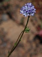 Image of California gilia