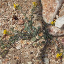 Physaria kingii subsp. latifolia (A. Nelson) O'Kane & Al-Shehbaz resmi