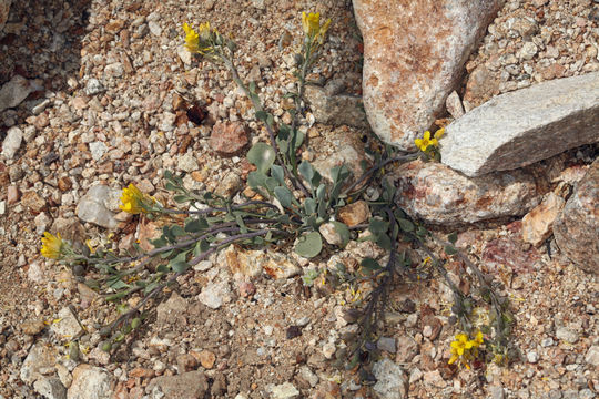 Physaria kingii subsp. latifolia (A. Nelson) O'Kane & Al-Shehbaz resmi