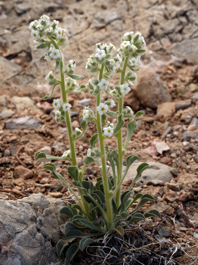 صورة <i>Cryptantha tumulosa</i>