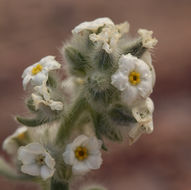 صورة <i>Cryptantha tumulosa</i>