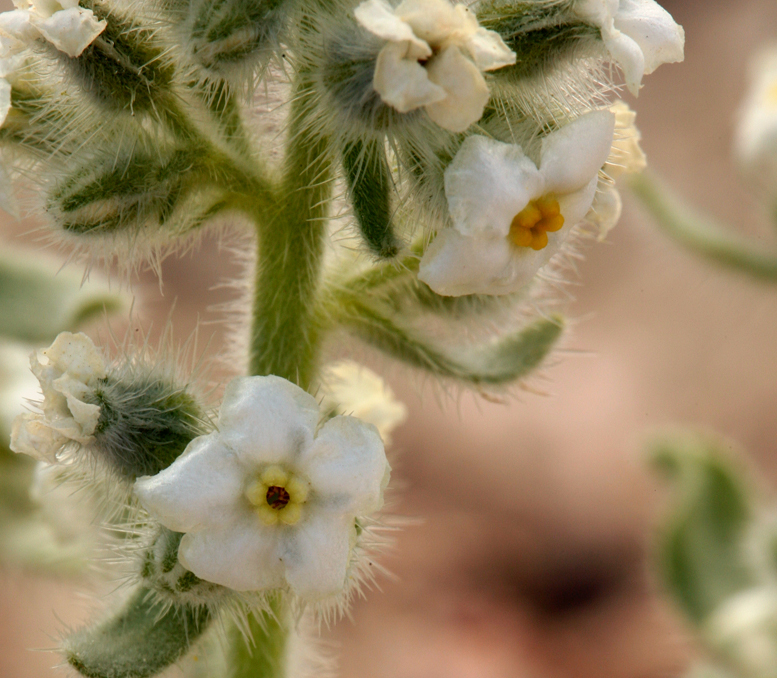 صورة <i>Cryptantha tumulosa</i>