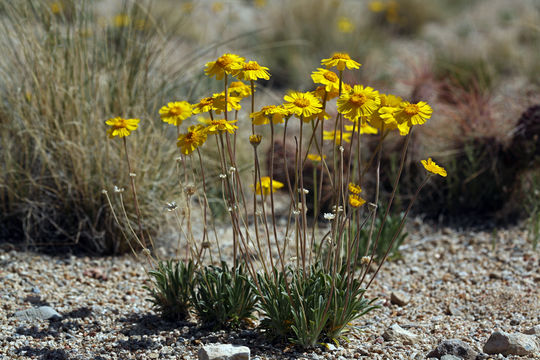 Imagem de Tetraneuris acaulis var. arizonica (Greene) K. F. Parker