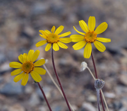 Imagem de Tetraneuris acaulis var. arizonica (Greene) K. F. Parker