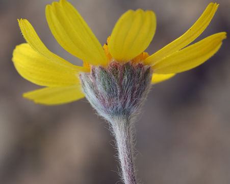 Imagem de Tetraneuris acaulis var. arizonica (Greene) K. F. Parker