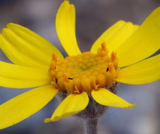 Image of Arizona four-nerve daisy