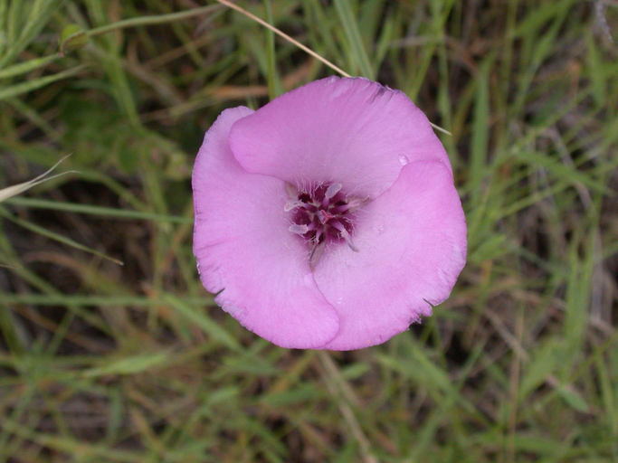 Image of splendid mariposa lily