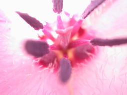 Image of splendid mariposa lily