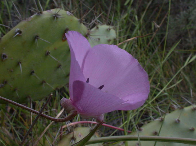 Image of splendid mariposa lily