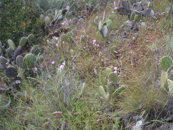 Image of splendid mariposa lily