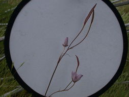 Image of splendid mariposa lily