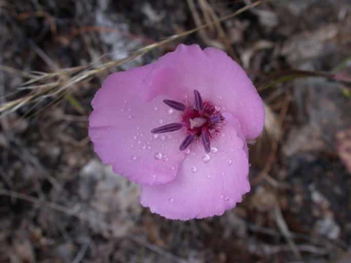 Image of splendid mariposa lily