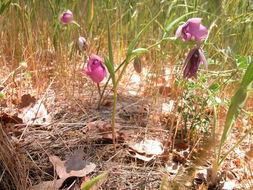 Image de Calochortus amoenus Greene