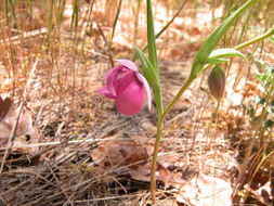 Image de Calochortus amoenus Greene