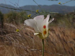 Image of butterfly mariposa lily